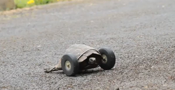 ประทับใจ หนุ่มสุดครีเอทจับเต่าพิการใส่ล้อ ให้เดินได้อีกครั้ง