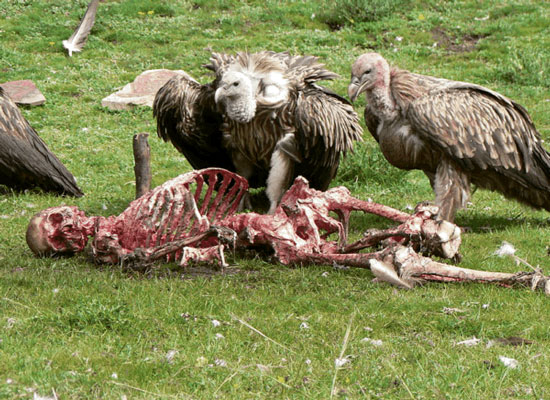 Sky Burial