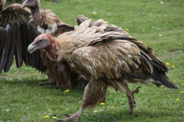 Sky Burial