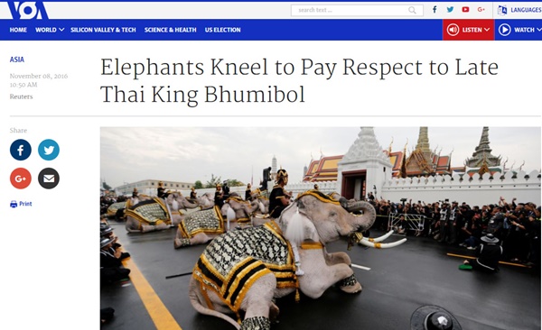 ช้างงางาม 11 เชือก 