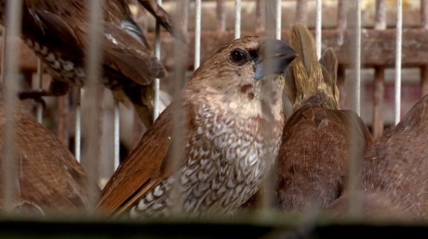 ธุรกิจปล่อยนกกระติ๊ด