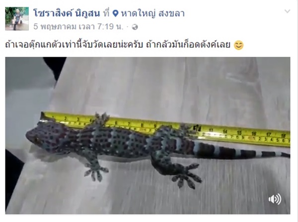 รับซื้อตุ๊กแก