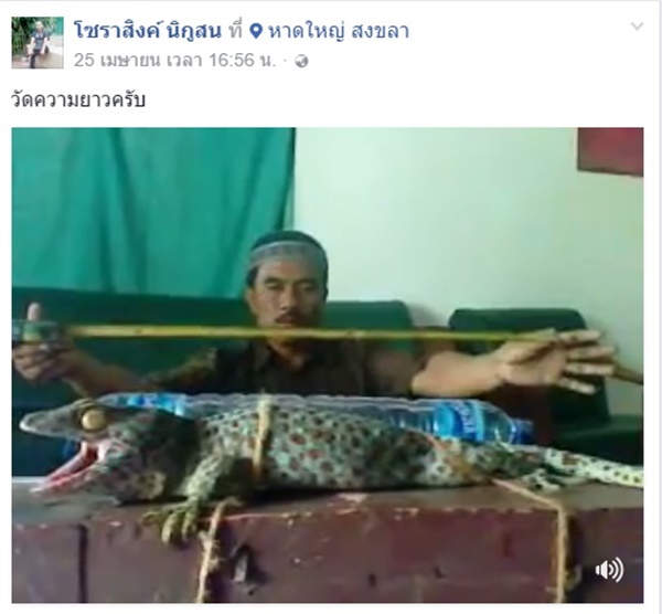 รับซื้อตุ๊กแก