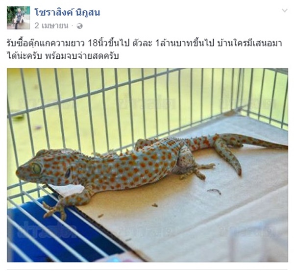 รับซื้อตุ๊กแก