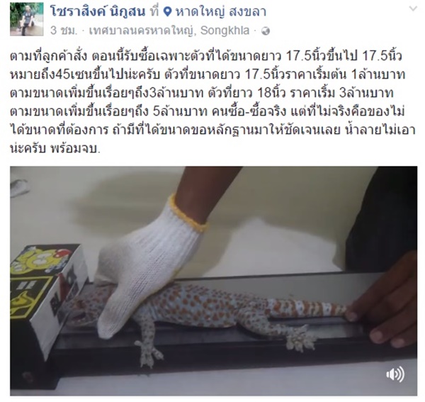 รับซื้อตุ๊กแก