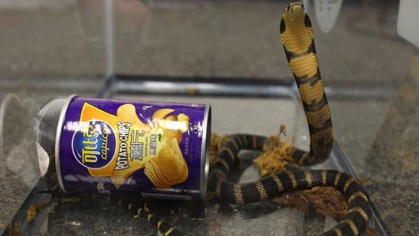 งูจงอาง