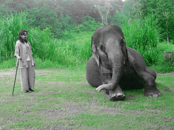 มูลนิธิเพื่อนช้าง