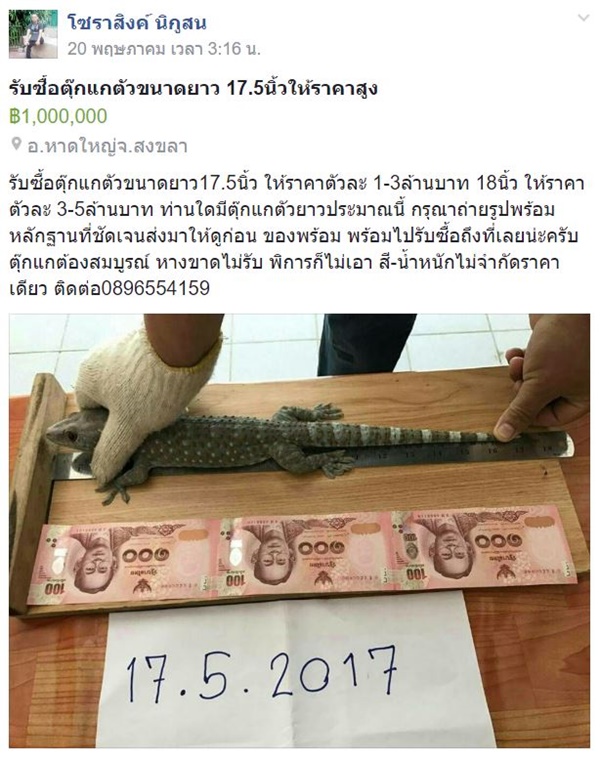 รับซื้อตุ๊กแก