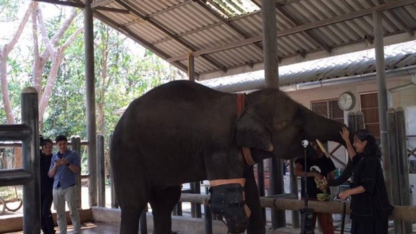 มูลนิธิเพื่อนช้าง