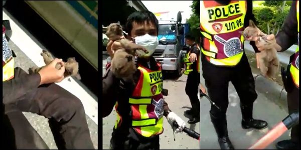 ช่วยแมวน้อย