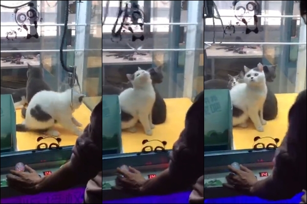 ตู้คีบแมว