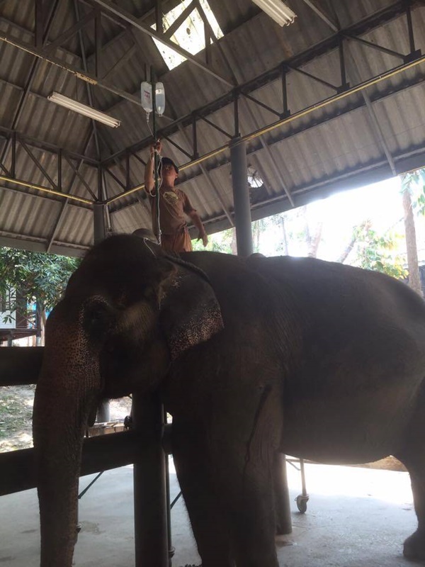 มูลนิธิเพื่อนช้าง