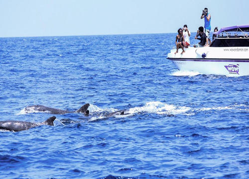 วาฬเพชฌฆาตดำ