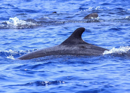 วาฬเพชฌฆาตดำ