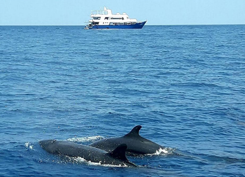 วาฬเพชฌฆาตดำ