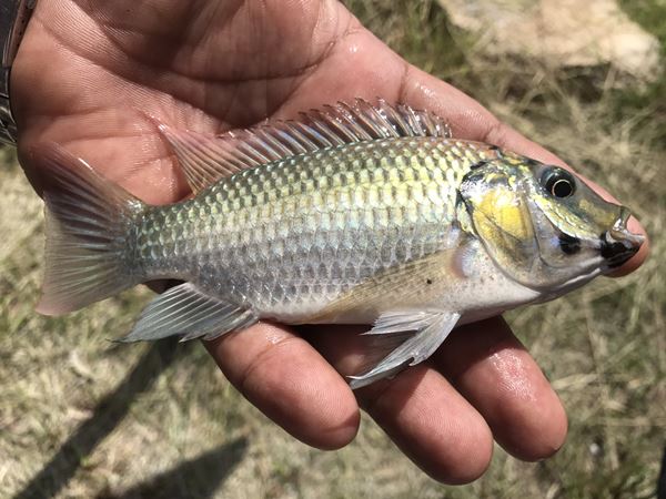 ปลาหมอสีคางดำ