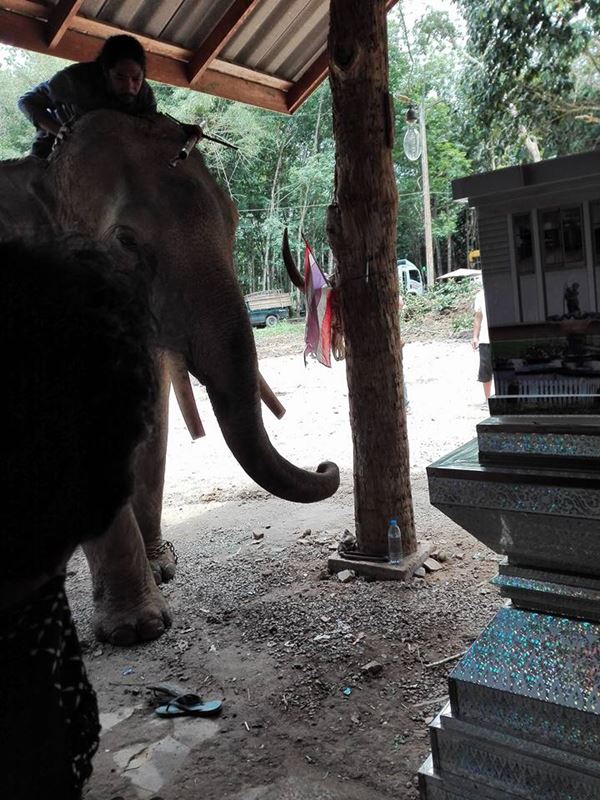 เจ้าพลายพนม ช้างสุดกตัญญู 