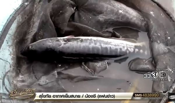 ชะโดอาละวาด 