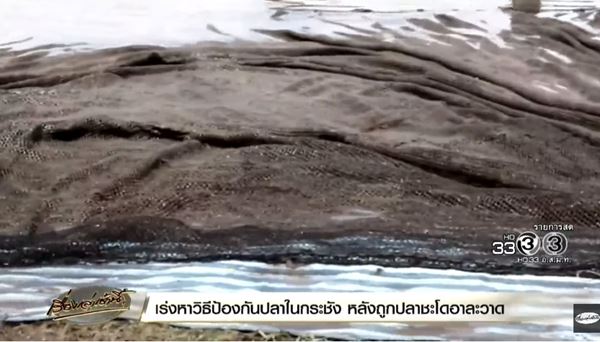 ชะโดอาละวาด 