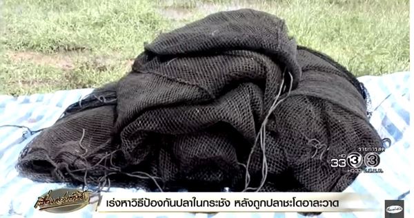 ชะโดอาละวาด 