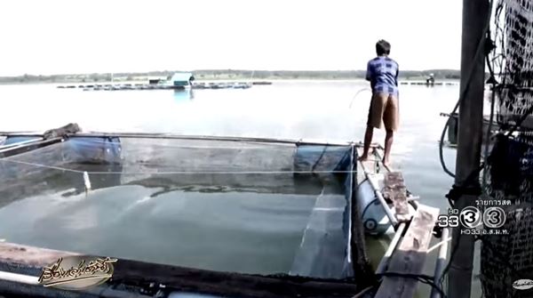 ชะโดอาละวาด 