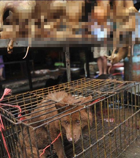 การทารุณกรรมสัตว์รุนแรง