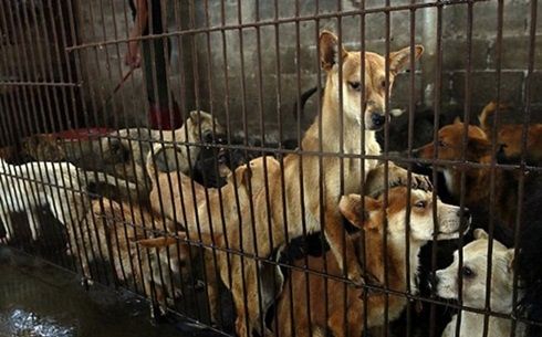 การทารุณกรรมสัตว์รุนแรง