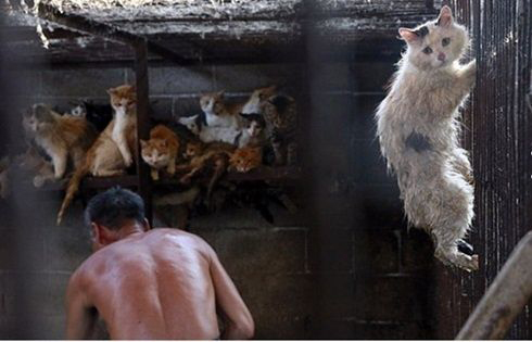 การทารุณกรรมสัตว์รุนแรง