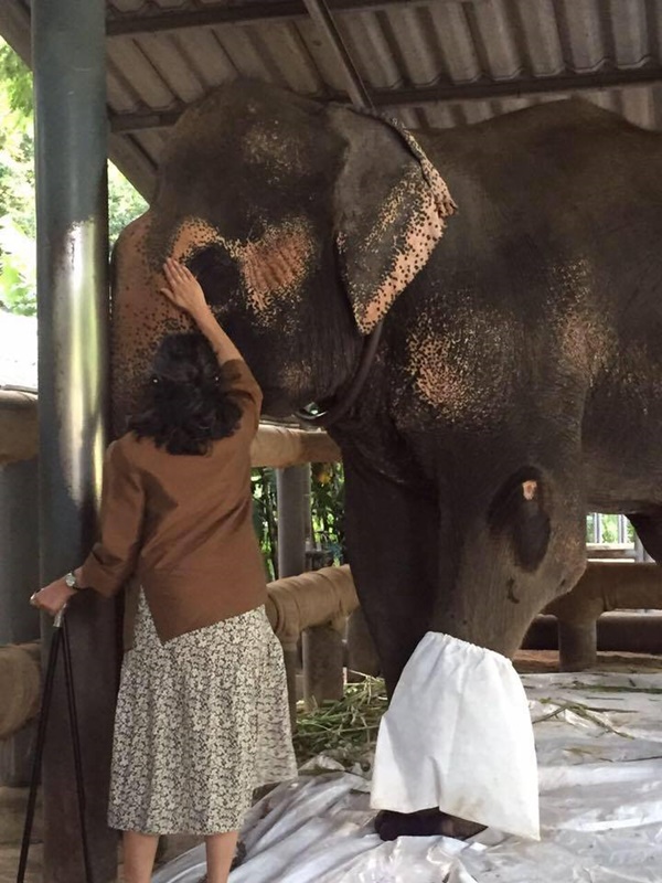 มูลนิธิเพื่อนช้าง