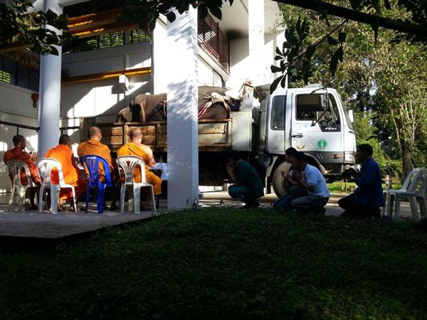 คลิปช้าง