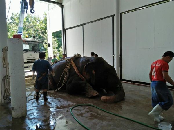 คลิปช้าง