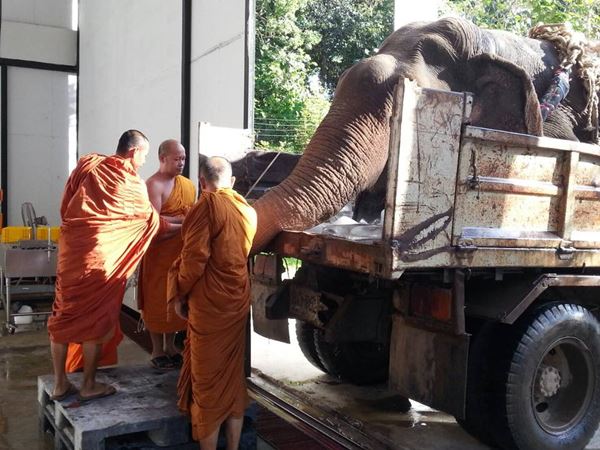 คลิปช้าง