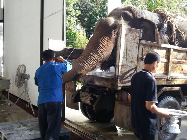 คลิปช้าง