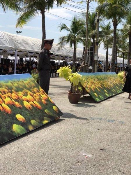 ดอกดาวเรือง