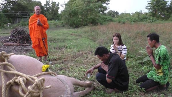 งูกัดควายตาย