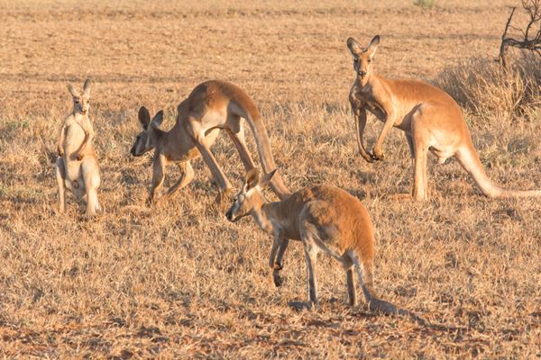 ล่าจิงโจ้มากินเป็นอาหาร 