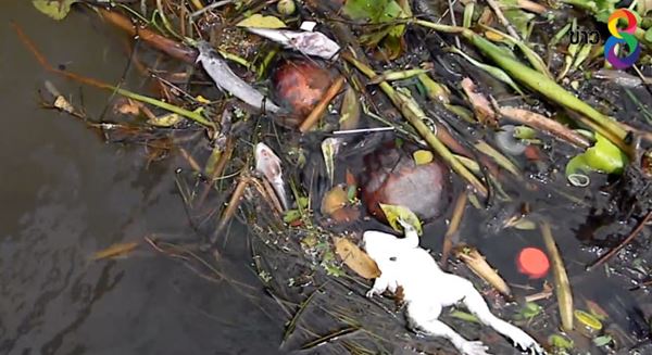 ปล่อยเต่าสะเดาะเคราะห์