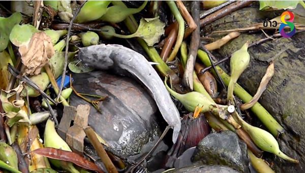 ปล่อยเต่าสะเดาะเคราะห์