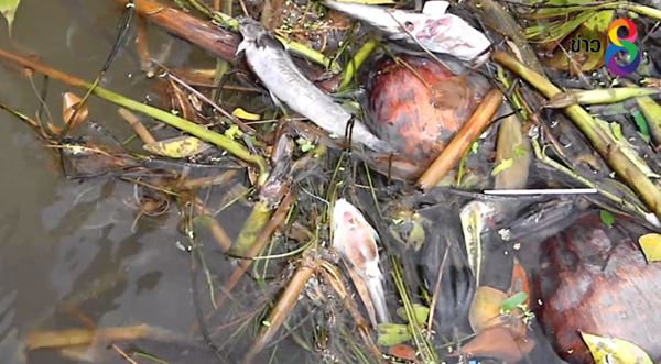 ปล่อยเต่าสะเดาะเคราะห์