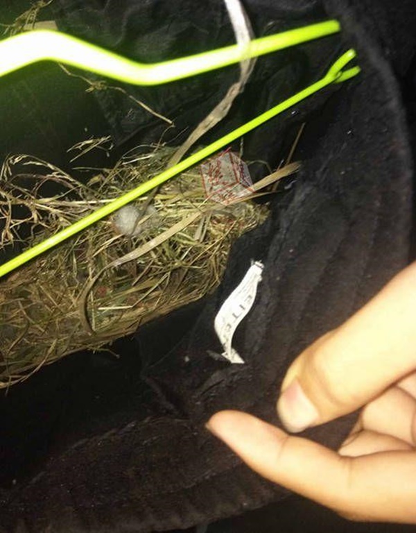 นกเข้ามาทำรังในกางเกง