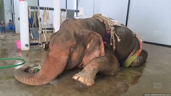 คลิปช้าง