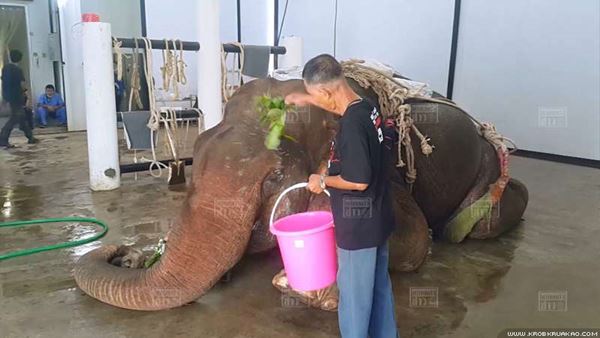 คลิปช้าง