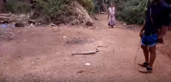 งูเห่าในอินเดีย 