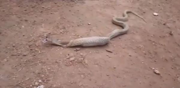 งูเห่าในอินเดีย 