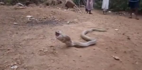 งูเห่าในอินเดีย 