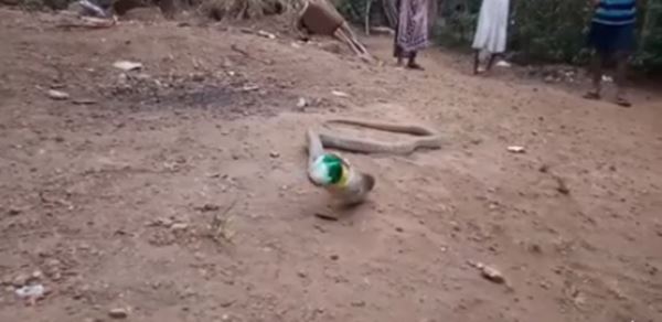 งูเห่าในอินเดีย 