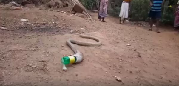 งูเห่าในอินเดีย 