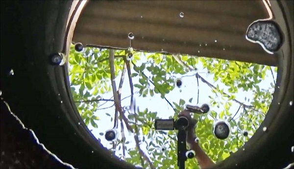 วางยาฆ่าหญ้า