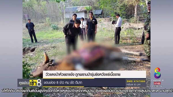 วัวแดงป่าห้วยขาแข้ง