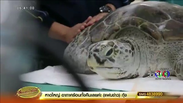 เต่าออมสิน
